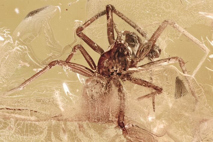 Detailed Fossil Spider (Araneae) In Baltic Amber #321721